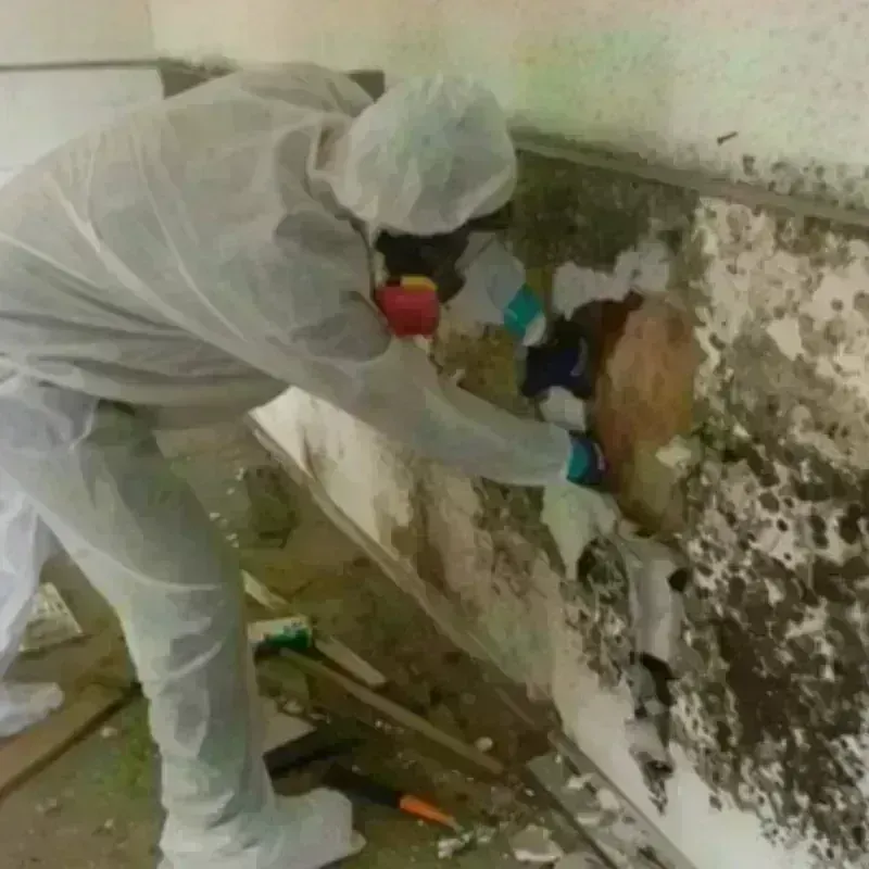 Mold Remediation and Removal in Vernon Parish, LA